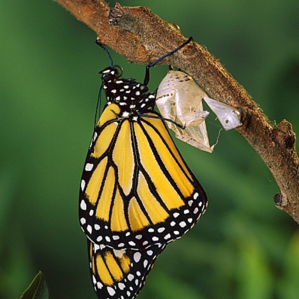 Meet your Posher, Tamara for Chrysalis Effects